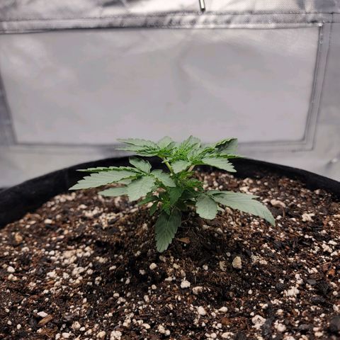 Cj's - Skywalker growlog timeline photo