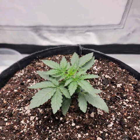 Cj's - Skywalker growlog timeline photo