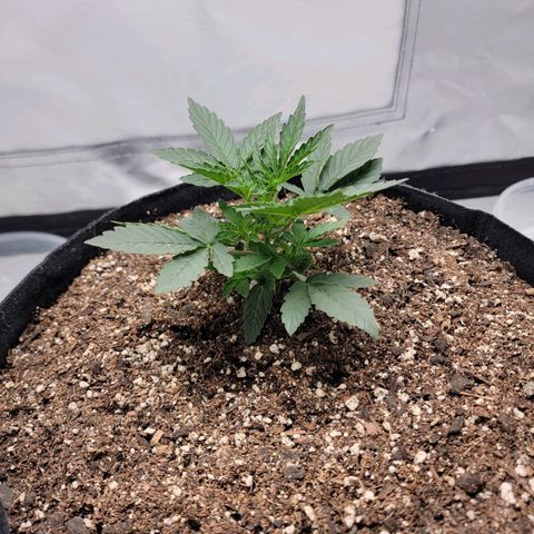 Cj's - Skywalker growlog timeline photo