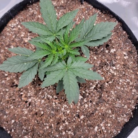 Cj's - Skywalker growlog timeline photo
