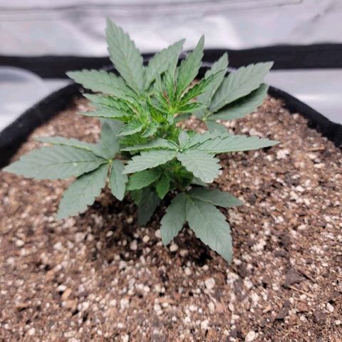 Cj's - Skywalker growlog timeline photo