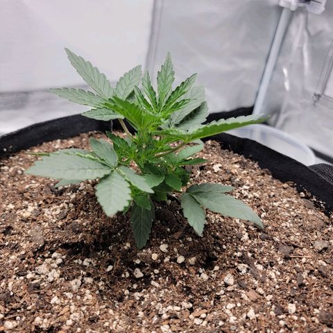 Cj's - Skywalker growlog timeline photo