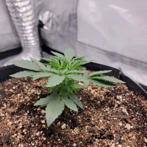 Cj's - Skywalker growlog timeline photo