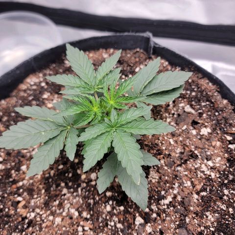 Cj's - Skywalker growlog timeline photo