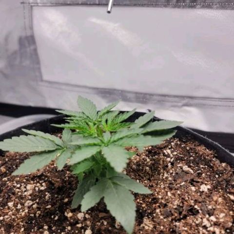 Cj's - Skywalker growlog timeline photo