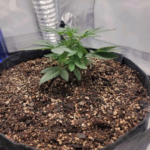 Cj's - Skywalker growlog timeline photo