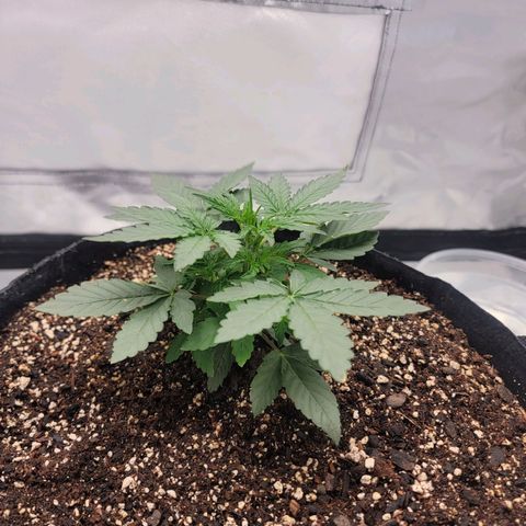 Cj's - Skywalker growlog timeline photo