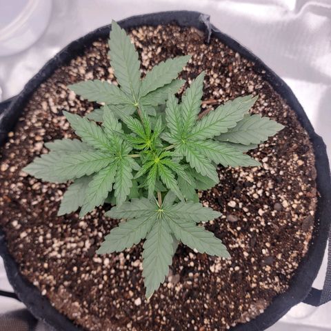 Cj's - Skywalker growlog timeline photo