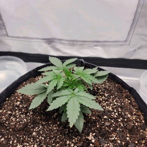 Cj's - Skywalker growlog timeline photo