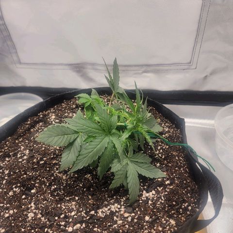 Cj's - Skywalker growlog photo: Starting LST