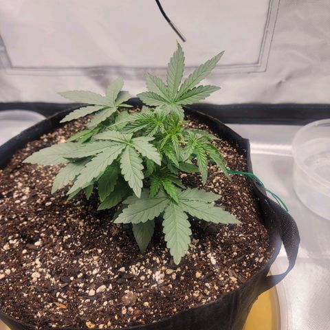 Cj's - Skywalker growlog timeline photo