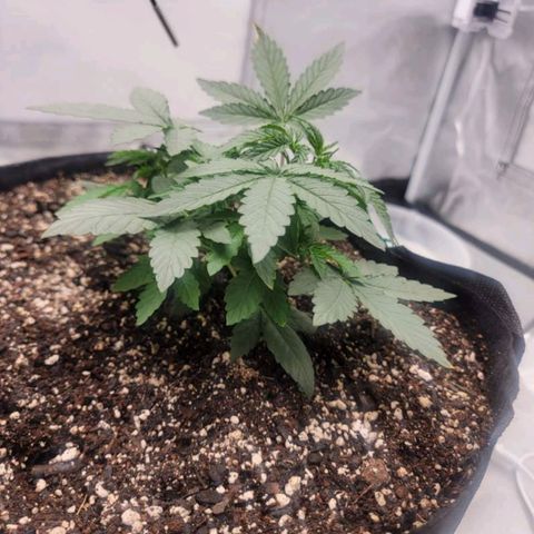 Cj's - Skywalker growlog timeline photo