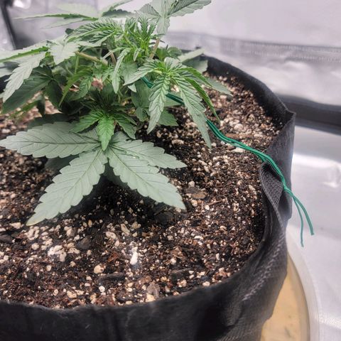 Cj's - Skywalker growlog timeline photo