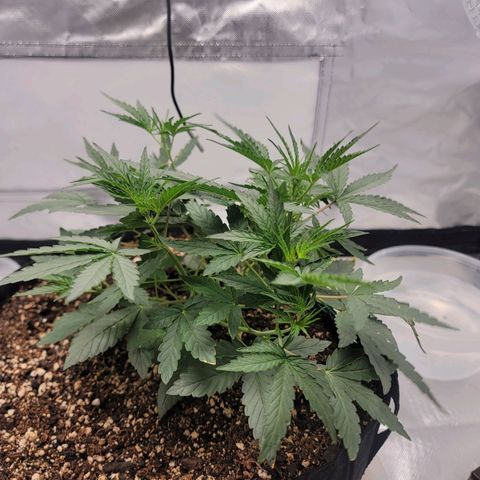 Cj's - Skywalker growlog timeline photo