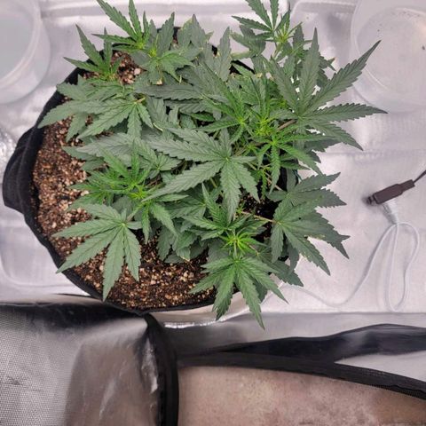 Cj's - Skywalker growlog timeline photo