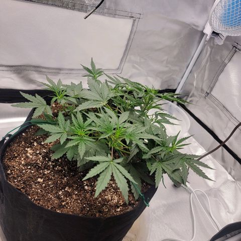 Cj's - Skywalker growlog timeline photo