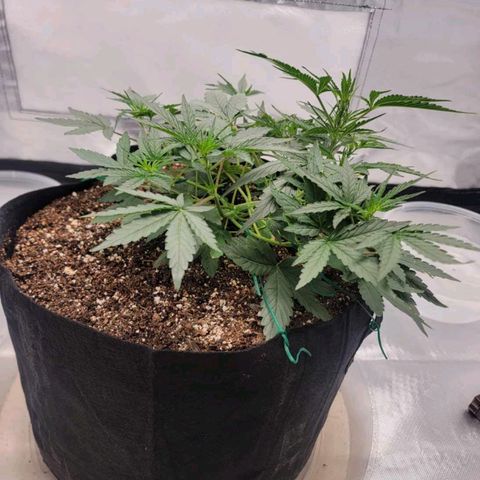 Cj's - Skywalker growlog timeline photo
