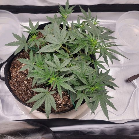 Cj's - Skywalker growlog timeline photo