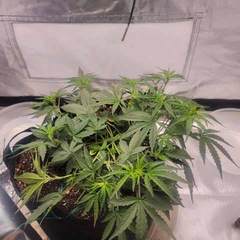 Cj's - Skywalker growlog timeline photo