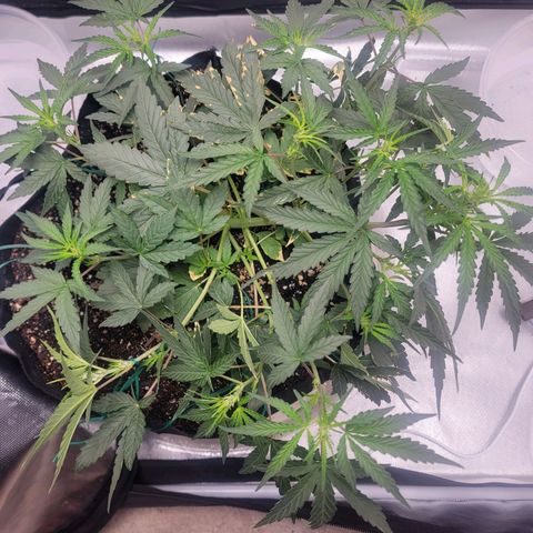 Cj's - Skywalker growlog timeline photo