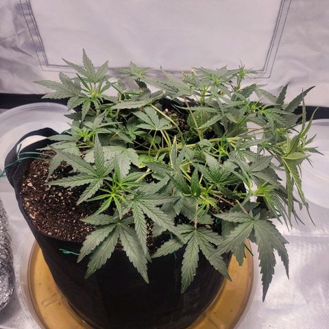 Cj's - Skywalker growlog timeline photo
