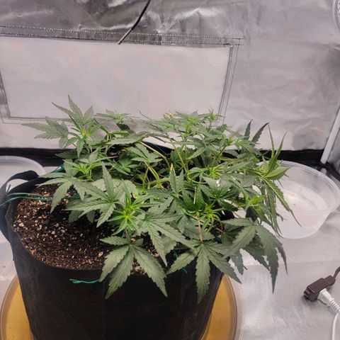 Cj's - Skywalker growlog timeline photo