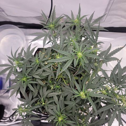 Cj's - Skywalker growlog timeline photo