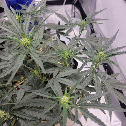 Cj's - Skywalker growlog timeline photo