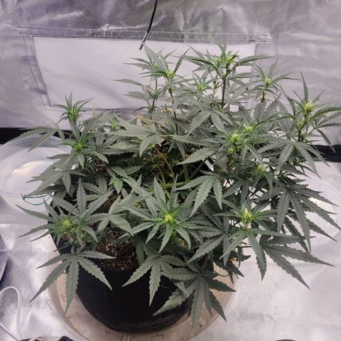 Cj's - Skywalker growlog timeline photo