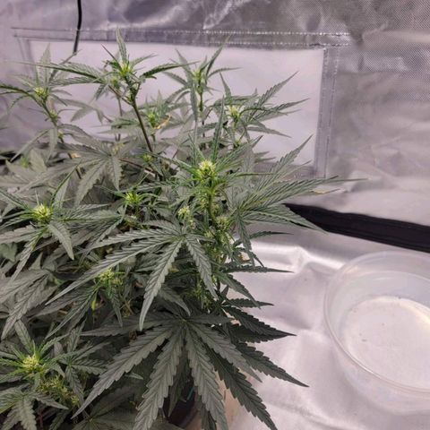 Cj's - Skywalker growlog timeline photo