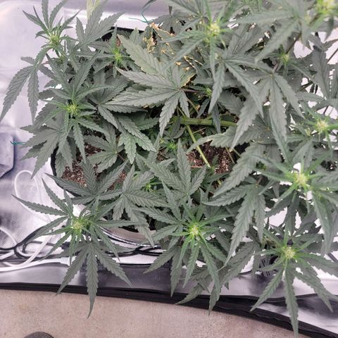 Cj's - Skywalker growlog timeline photo