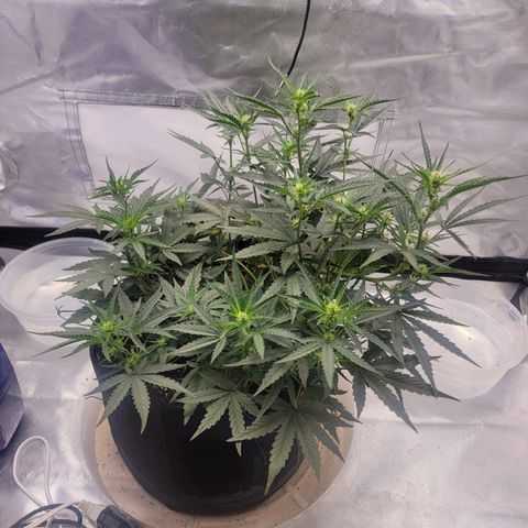 Cj's - Skywalker growlog timeline photo