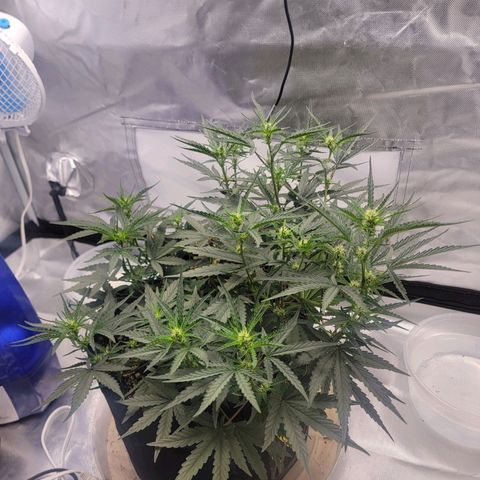 Cj's - Skywalker growlog timeline photo