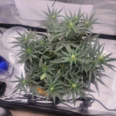 Cj's - Skywalker growlog timeline photo