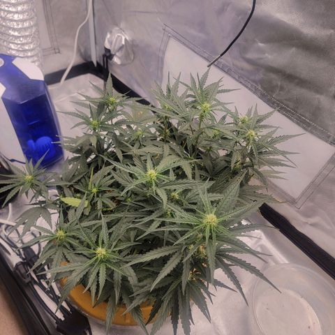 Cj's - Skywalker growlog timeline photo