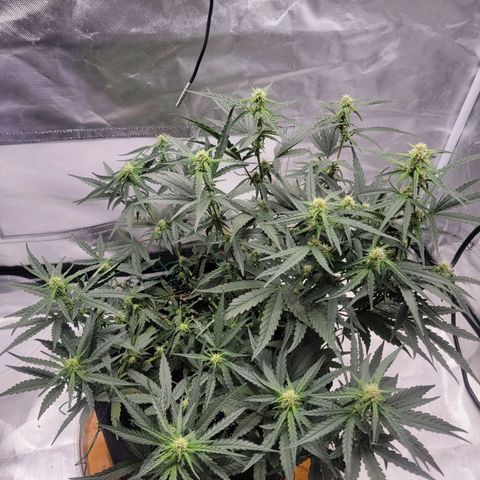 Cj's - Skywalker growlog timeline photo