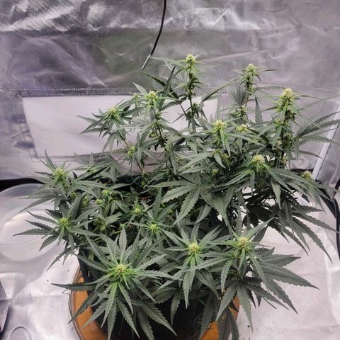 Cj's - Skywalker growlog timeline photo