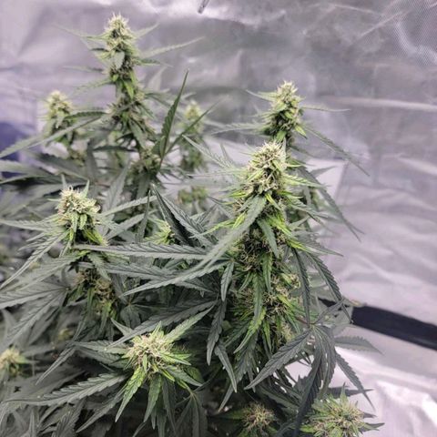 Cj's - Skywalker growlog timeline photo