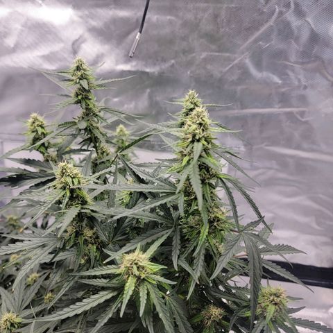 Cj's - Skywalker growlog timeline photo
