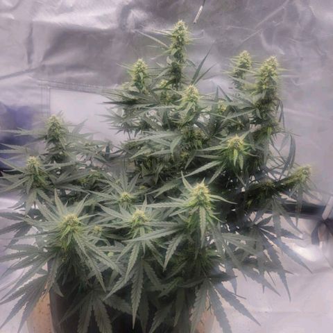 Cj's - Skywalker growlog timeline photo