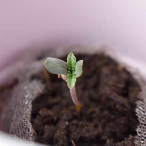 Amnesia  #3 growlog photo: Seedling stage: week 1, day 4 