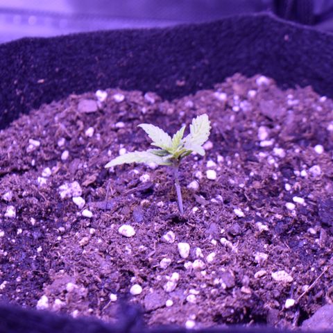 Amnesia  #1 growlog photo: Transplanted 