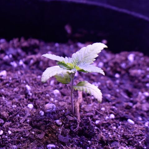 Amnesia  #3 growlog photo: Transplanted 