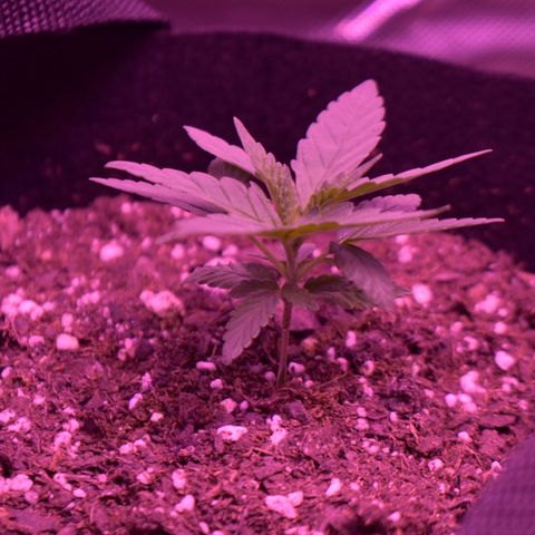 Amnesia  #1 growlog photo: Entering veg growth ! 