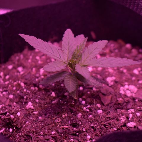Amnesia  #1 growlog photo: Entering veg growth ! 