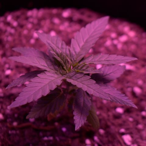 Amnesia  #3 growlog photo: Veg growth