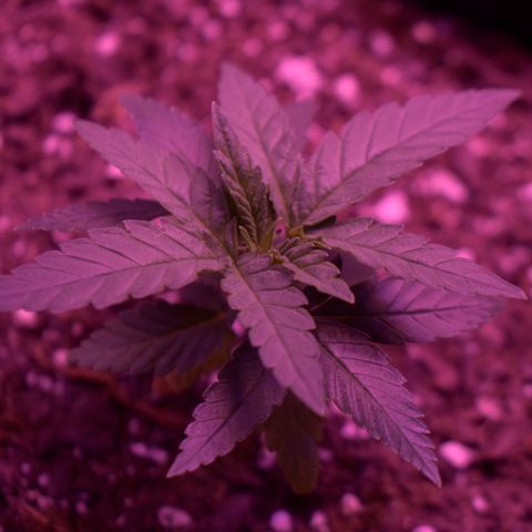 Amnesia  #3 growlog photo: Veg growth