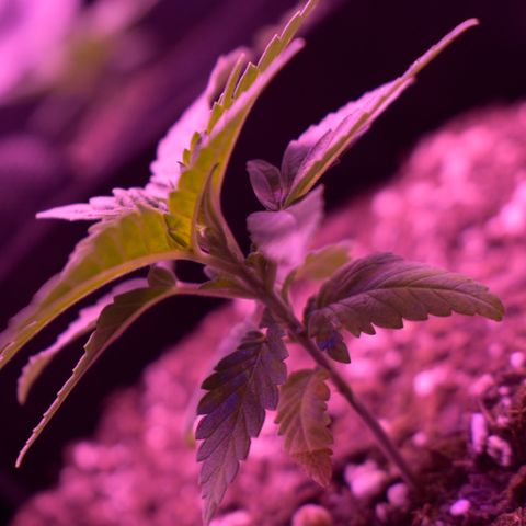 Amnesia  #3 growlog photo: Veg growth