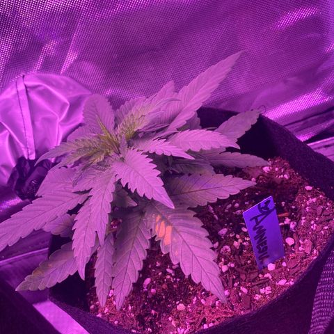 Amnesia  #1 growlog photo: Untouched. 