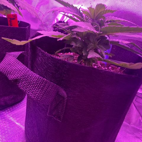 Amnesia  #1 growlog photo: Untouched. 